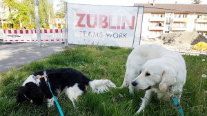 Baustelle rot-weißer Absperrung Bauzaun Wiese zwei Hunde, Golden und Cavalier