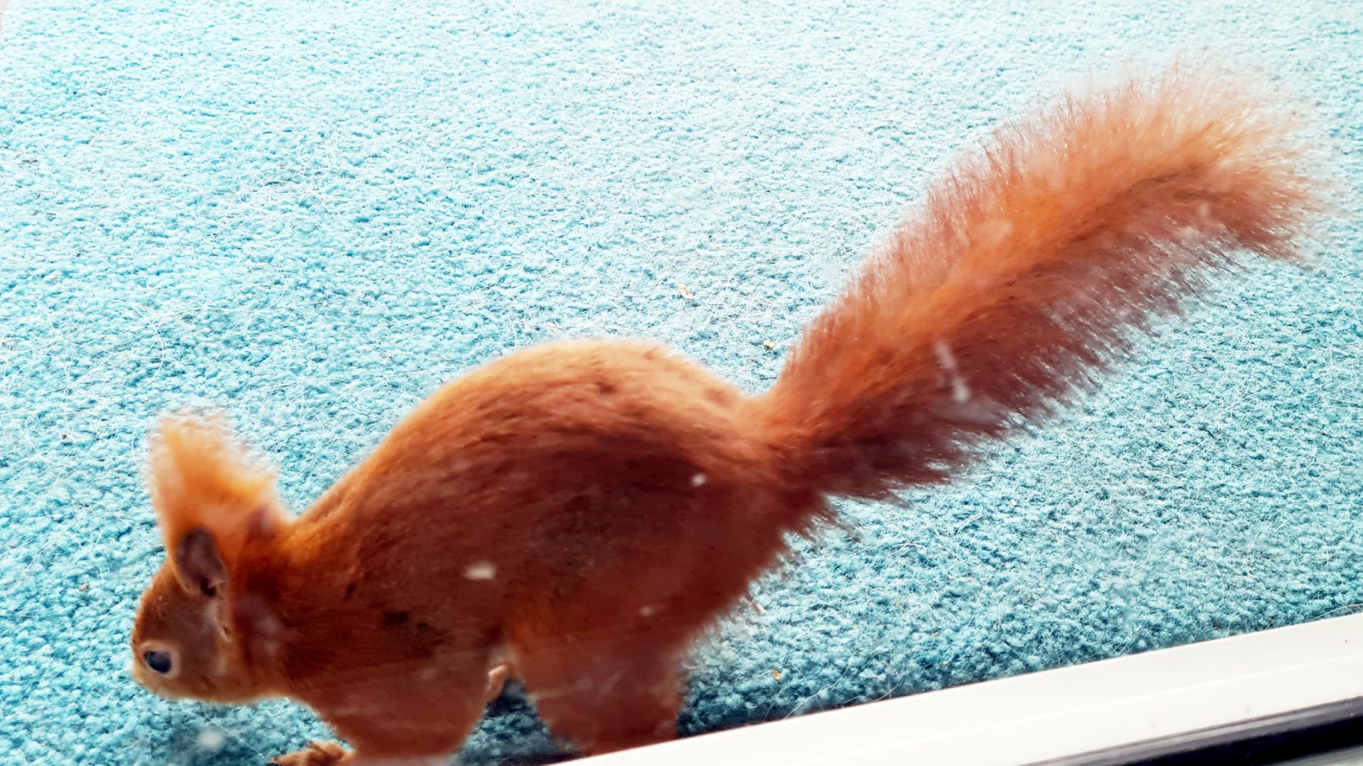 Eichhörnchen auf einem türkis-petrolfarbenen Teppich scheint Futter zu suchen